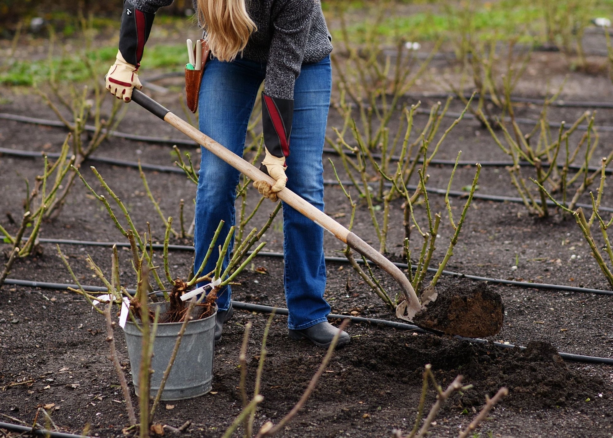 News Vol 17: 10 Rose Planting Mistakes to Avoid for Healthier Blooms - Menagerie Farm & Flower