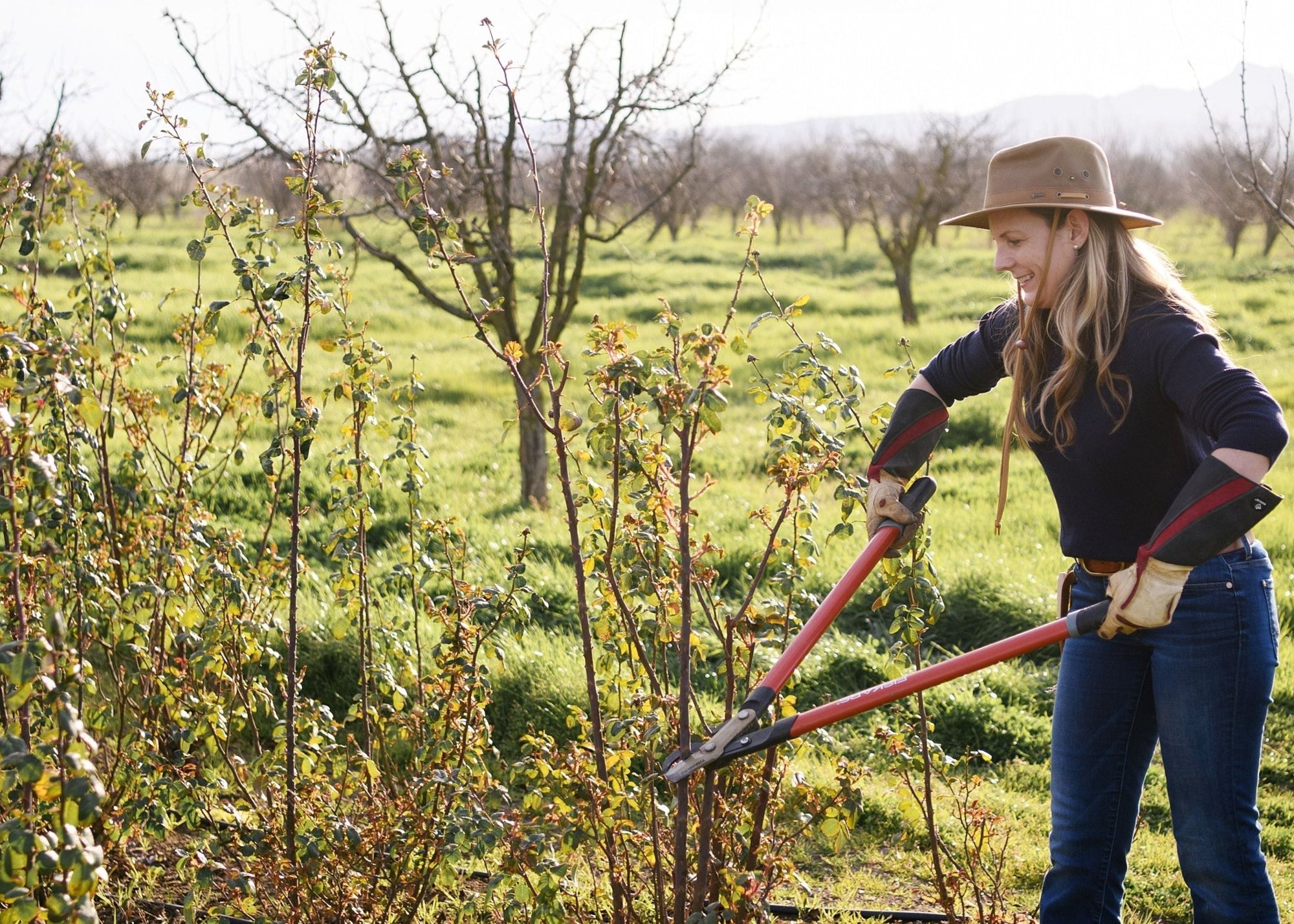 News Vol 19: Your Guide to the Best Dormant Pruning Tools for Roses - Menagerie Farm & Flower