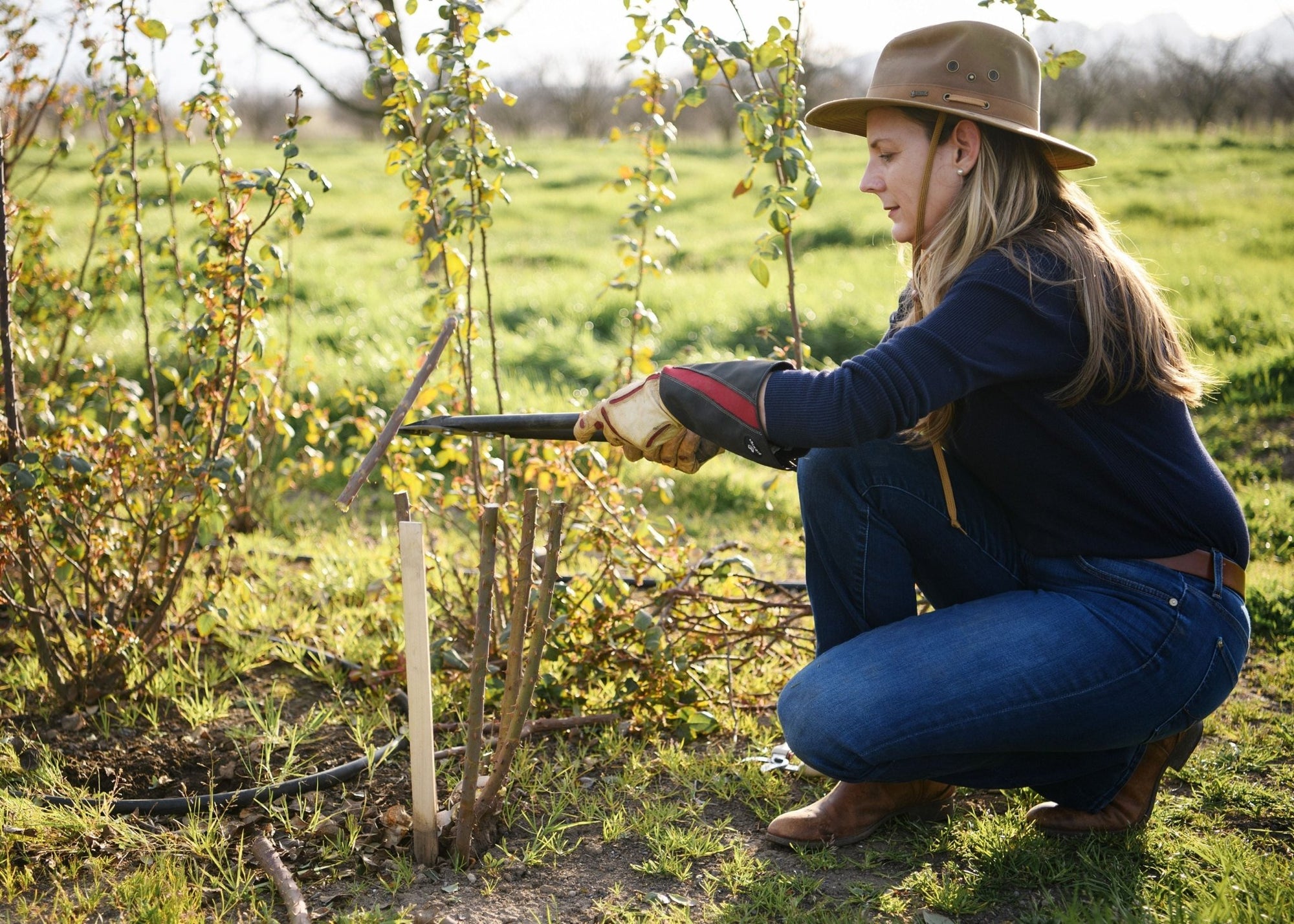 News Vol 20: 5 Simple Steps To Dormant Prune Roses - Menagerie Farm & Flower