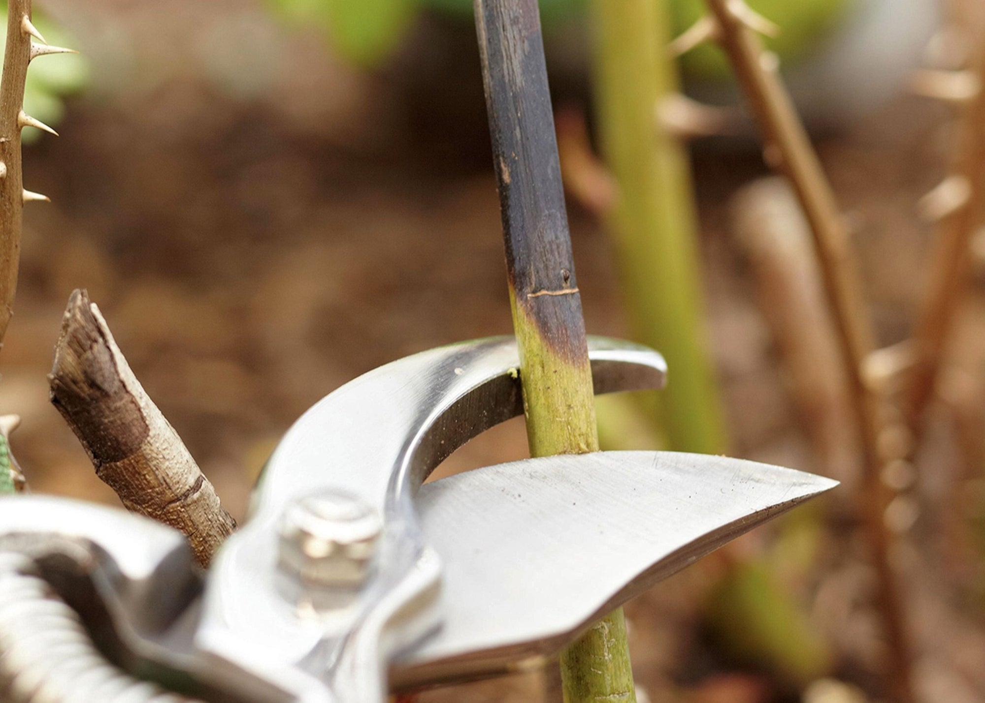 News Vol 22: What is Cane Dieback on Roses? - Menagerie Farm & Flower