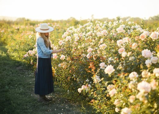 News Vol 3: Fall Disease Care In Garden Roses - Menagerie Farm & Flower