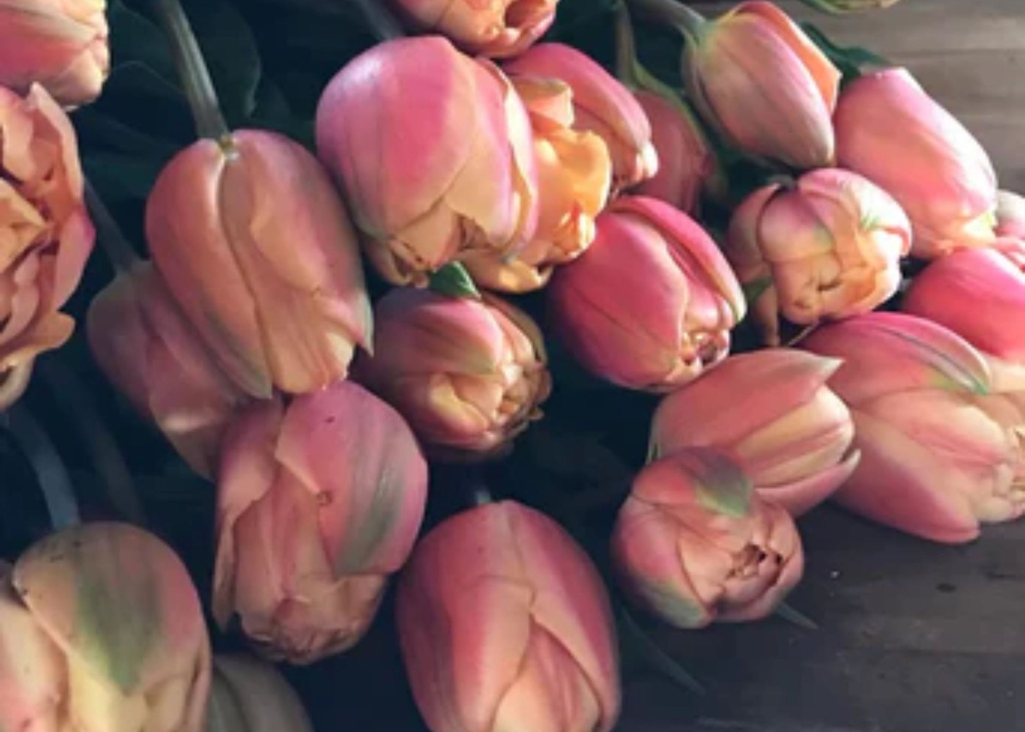 Tulip Bulb Collection Varieties Featured - Menagerie Farm & Flower