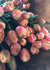 Tulip Bulb Collection Varieties Featured - Menagerie Farm & Flower