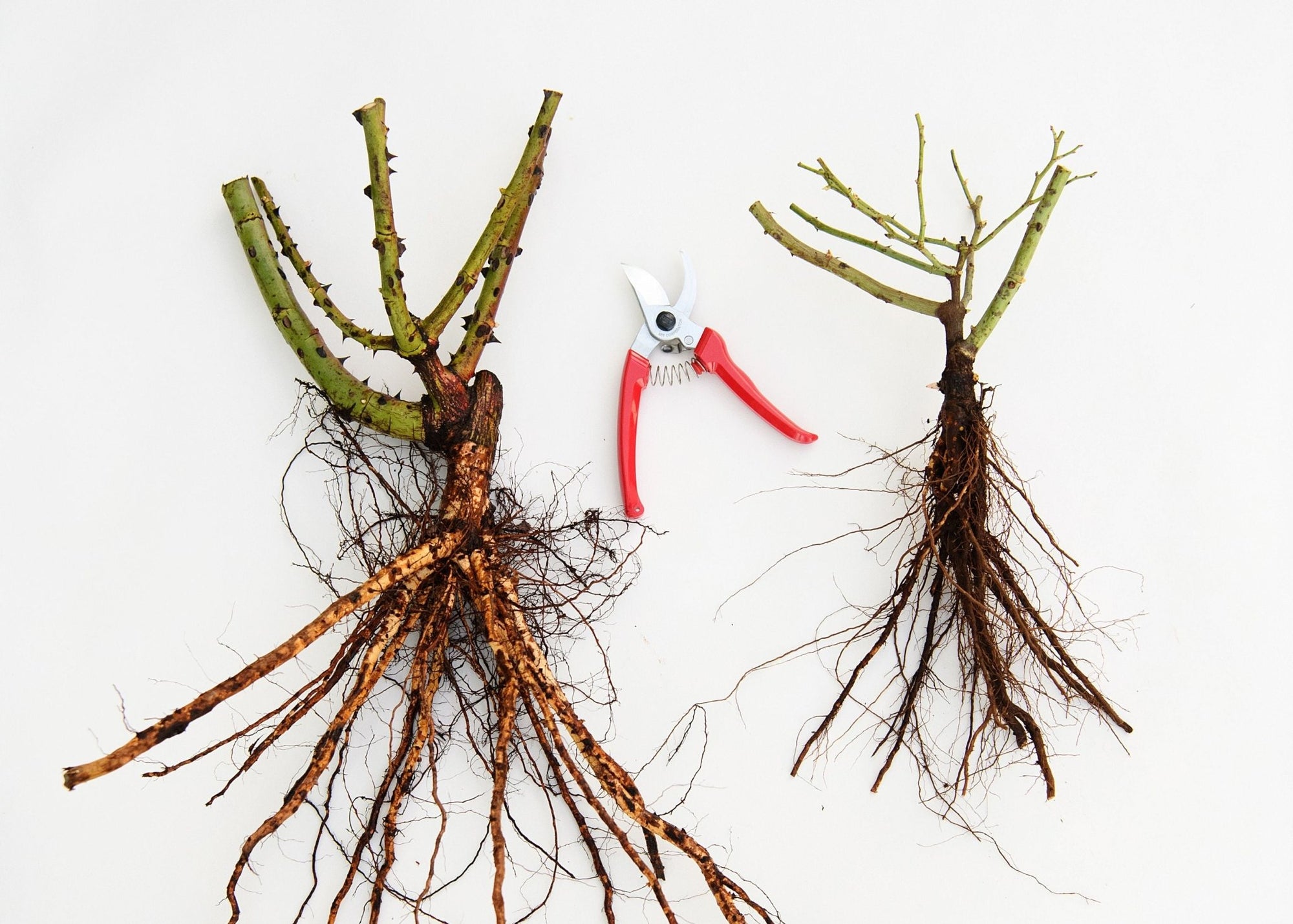 News Vol 13: The Pros & Cons of Own Root vs. Grafted Roses - Menagerie Farm & Flower