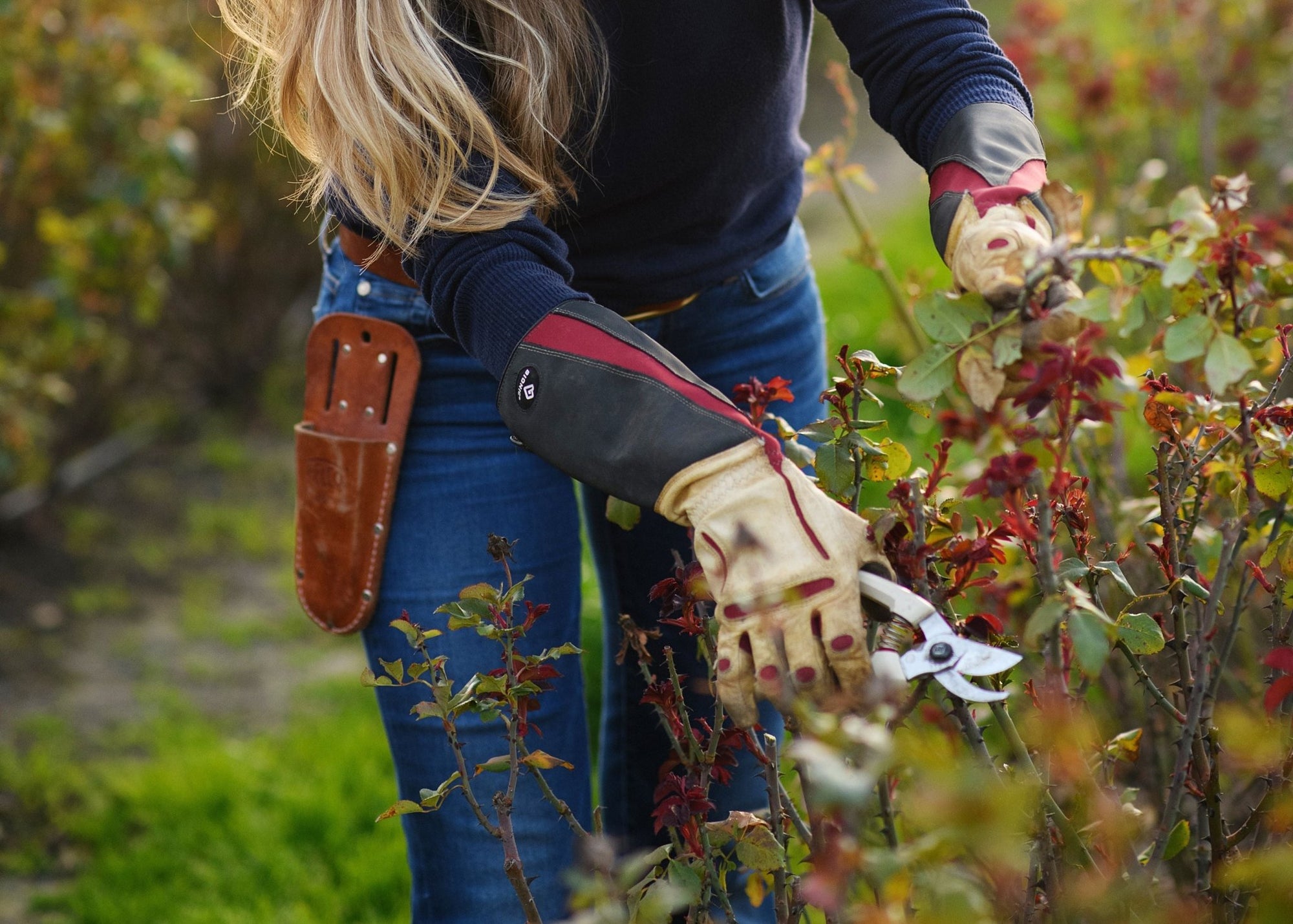 Weekly Newsletter Vol 4: How to Shape Prune Garden Roses - Menagerie Farm & Flower