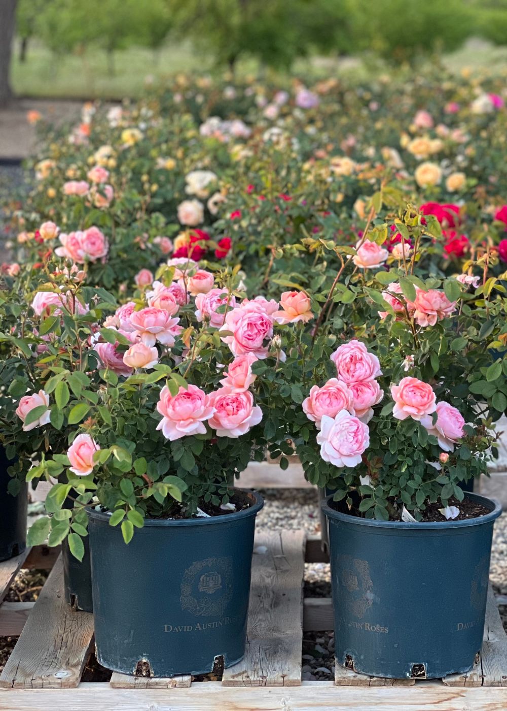 Potted Roses - Menagerie Farm & Flower