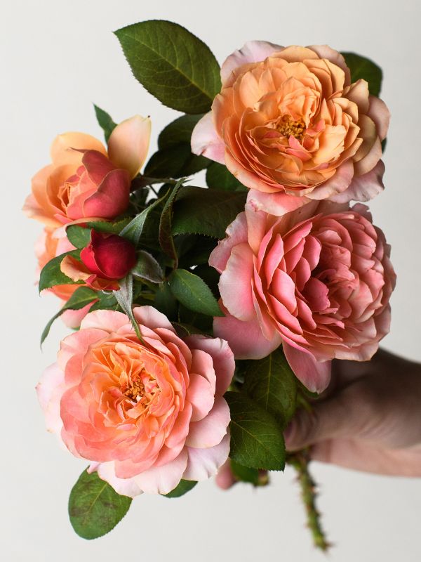 Bare Root Roses - David Austin®, Weeks Roses®, Melliand®, Bloomables ...