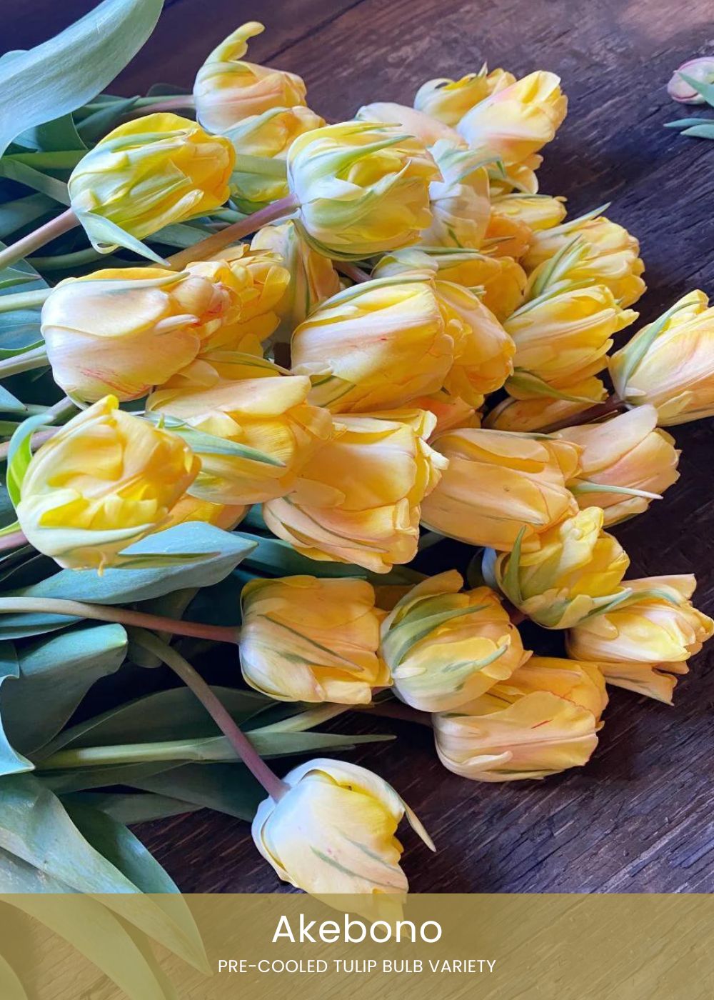 Pre - Cooled Tulip Bulbs Bold & Bright Collection - Menagerie Farm & Flower