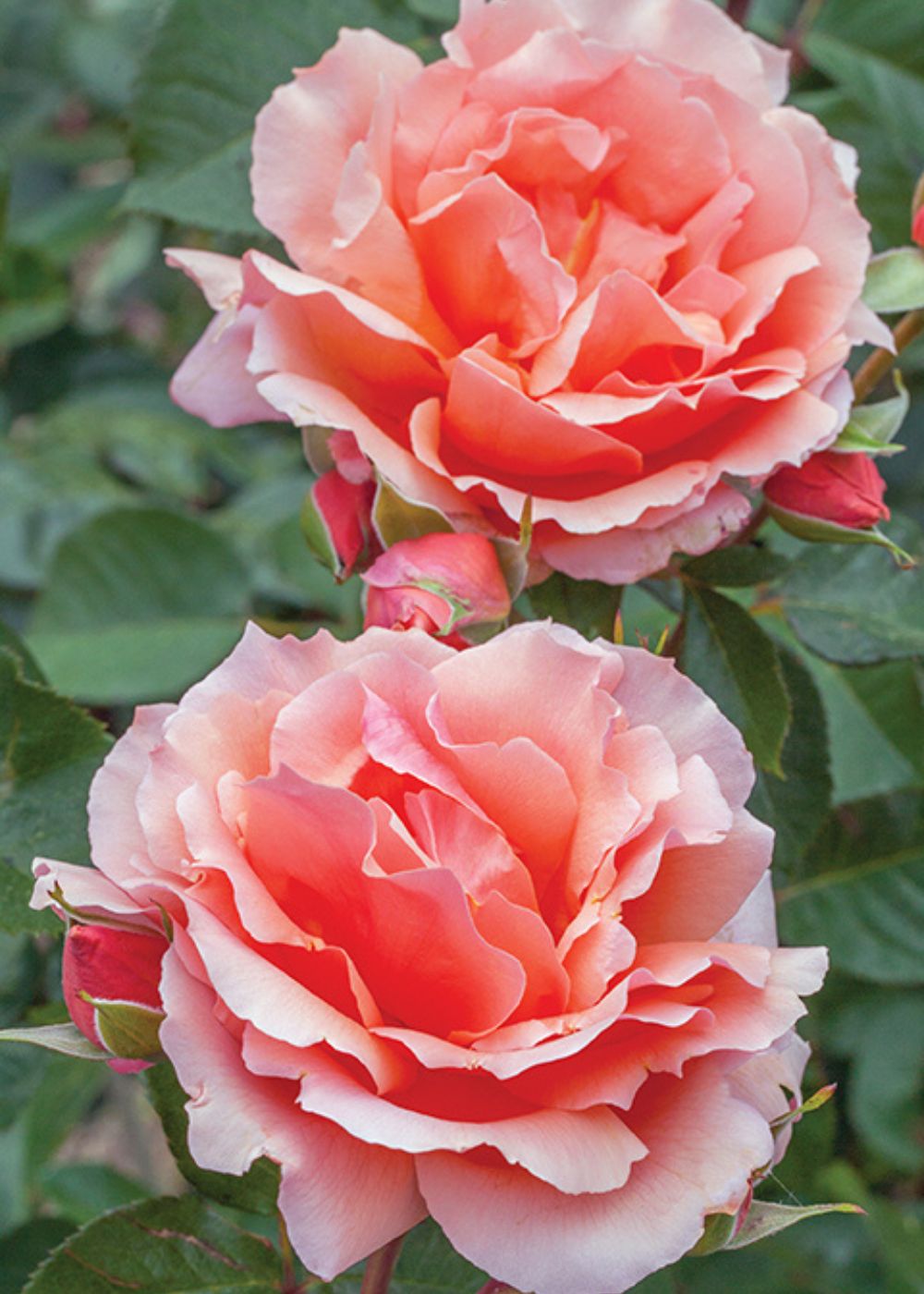 Apricot Candy™ Rose Bare Root