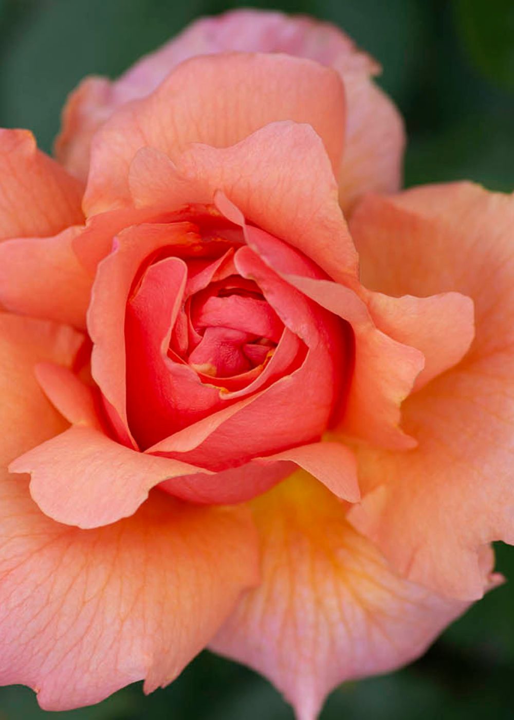 Apricot Candy™ Rose Bare Root