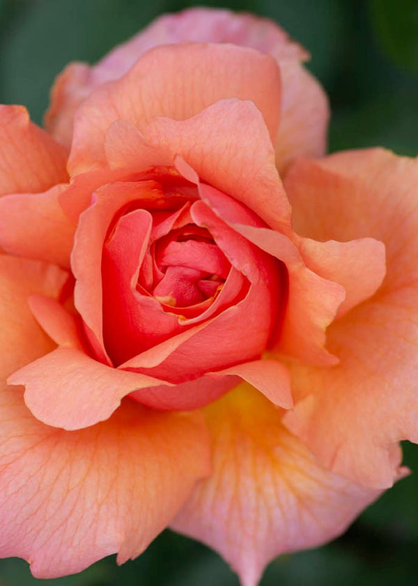 Apricot Candy™ Bare Root Rose - Menagerie Farm & Flower