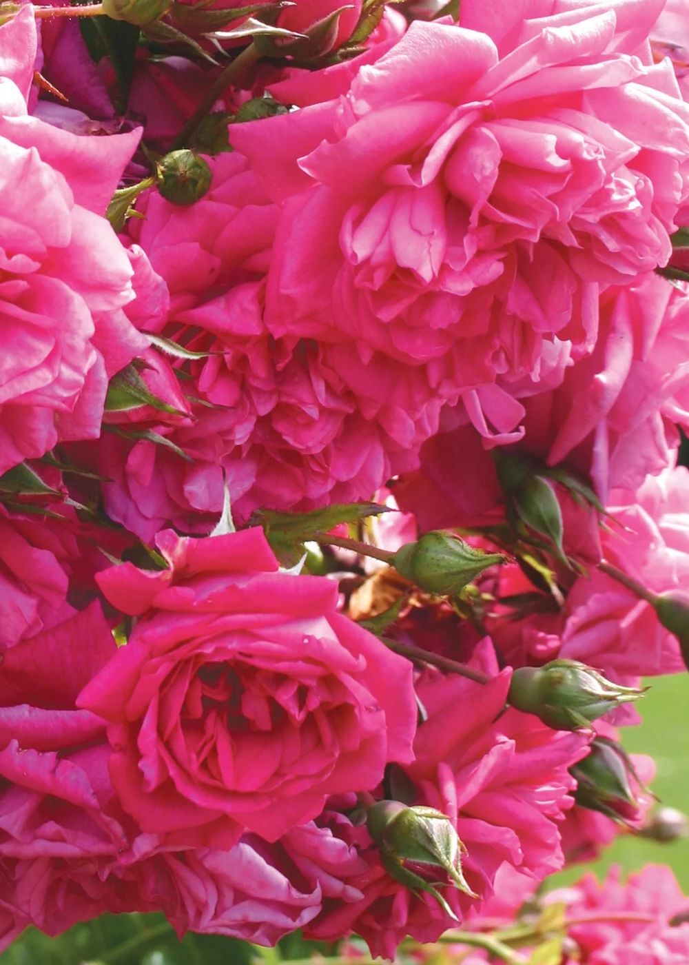 Arborose® Laguna™ Climbing Rose Bare Root