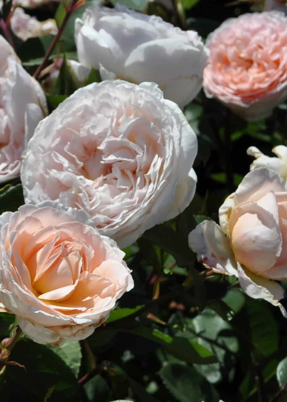 White Parfuma Roses Bliss Parfuma® Potted Rose - Menagerie Farm & Flower