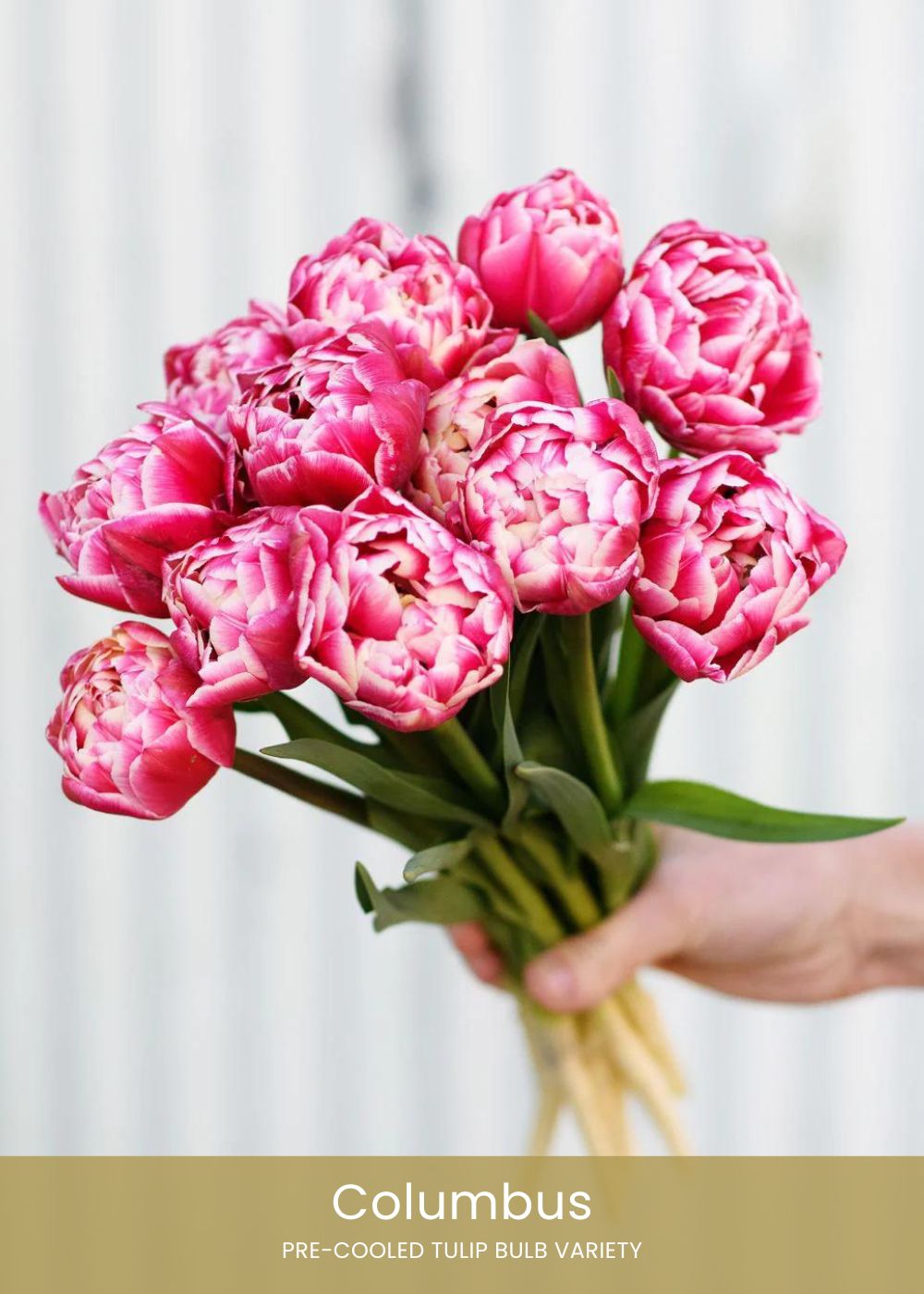 Pre-Cooled Tulip Bulbs Beginner&#39;s Starter Kit