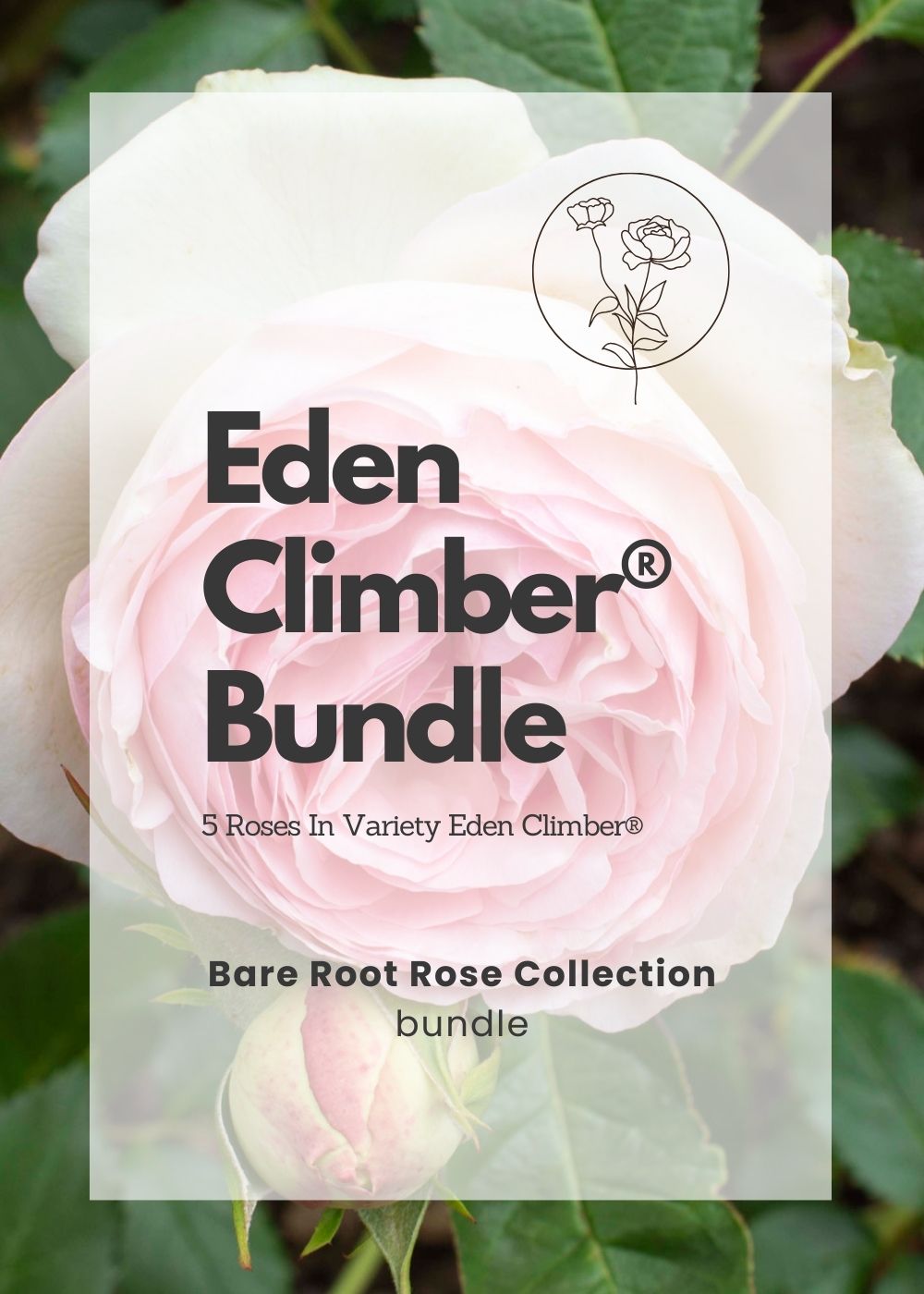 Eden Climber® Bare Root Rose Bundle of 5 Roses