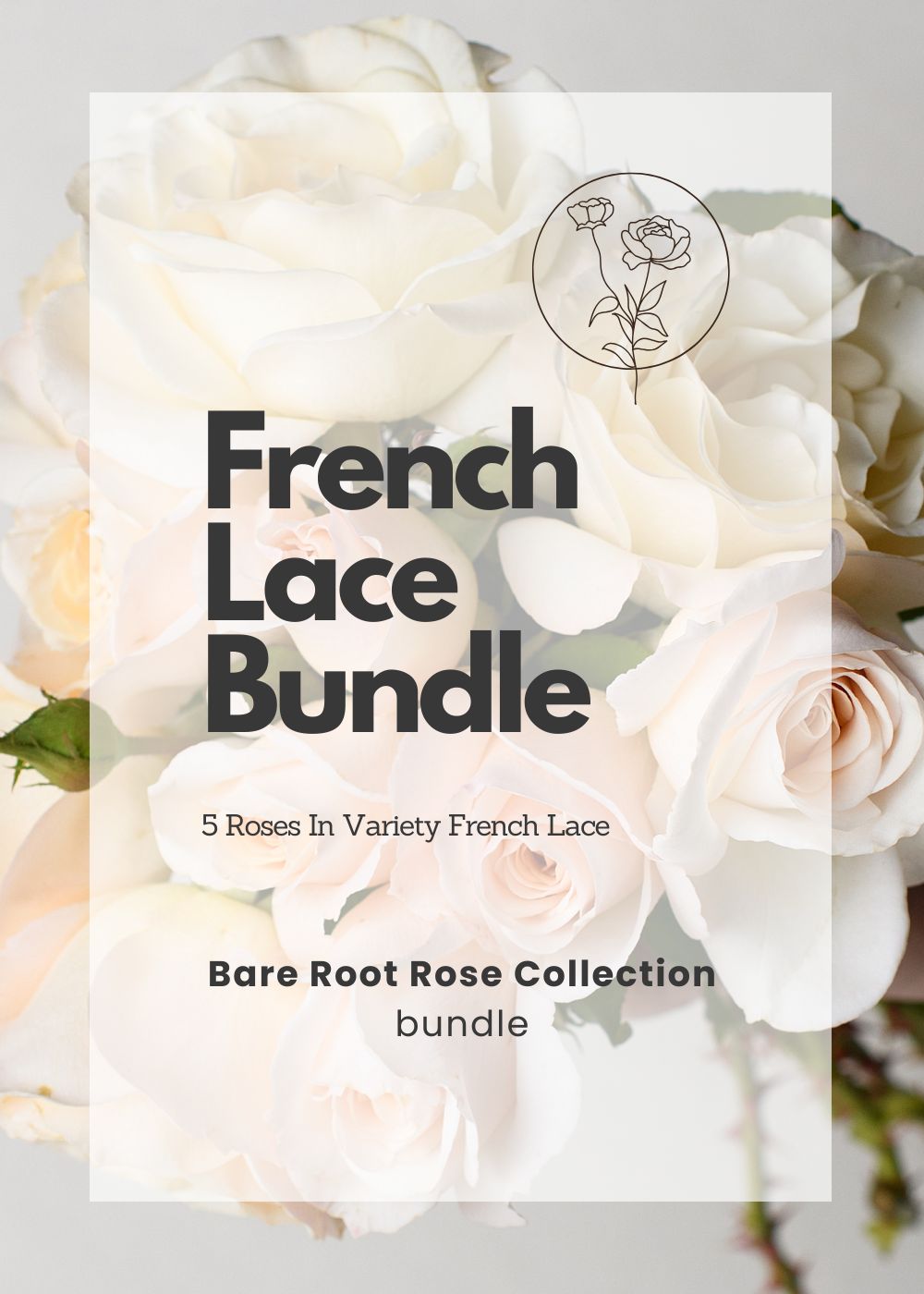 French Lace Bare Root Rose Bundle of 5 Roses