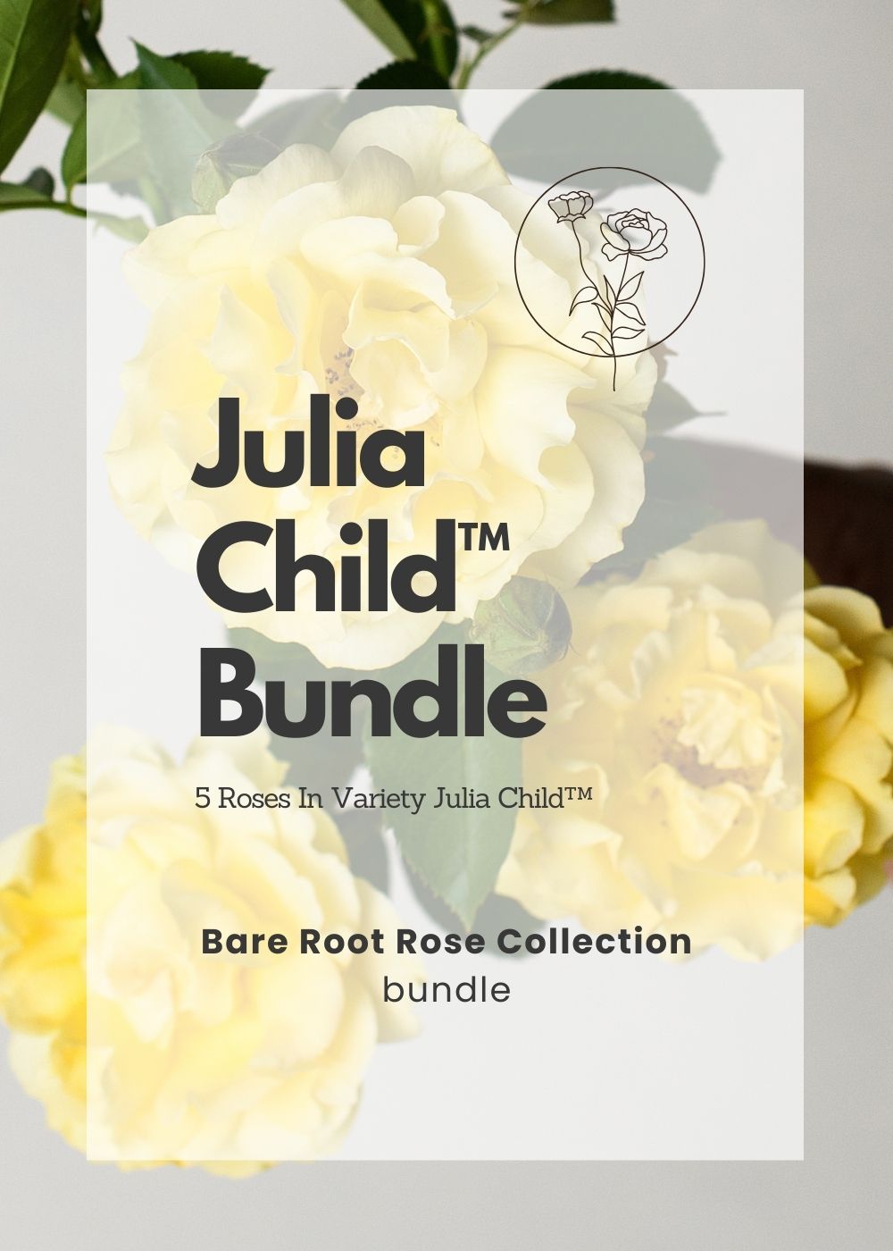 Julia Child™ Bare Root Rose Bundle of 5 Roses