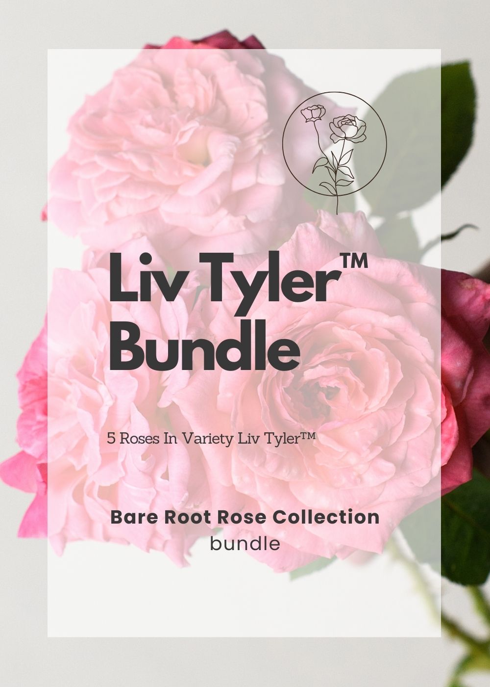 Liv Tyler™ Bare Root Rose Bundle of 5 Roses