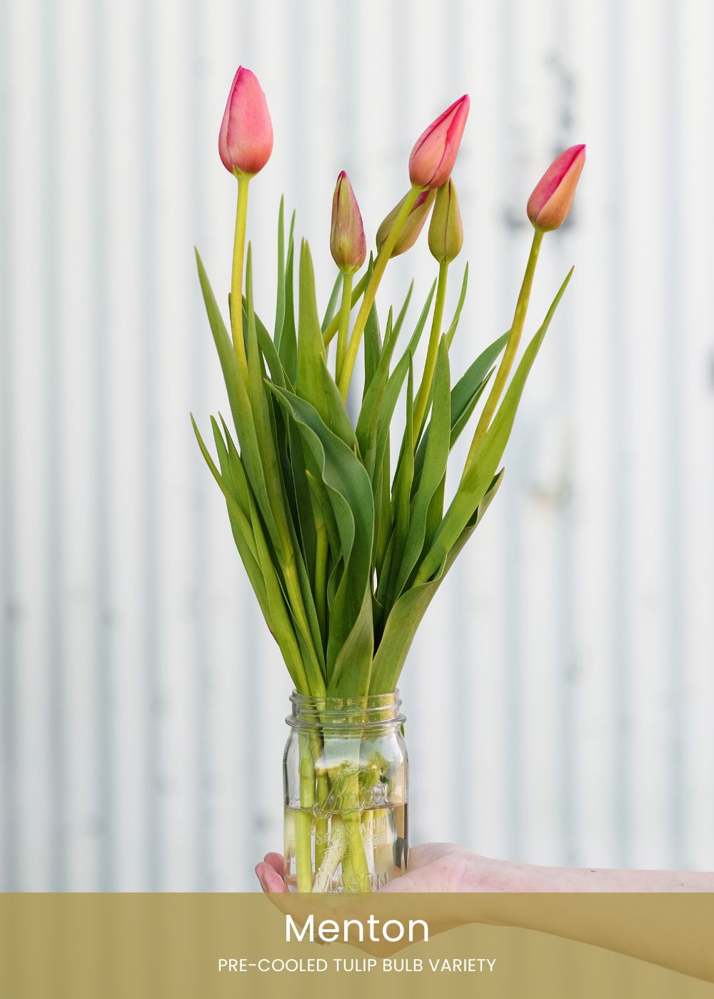 Pre-Cooled Tulip Bulbs Over The Rainbow Collection