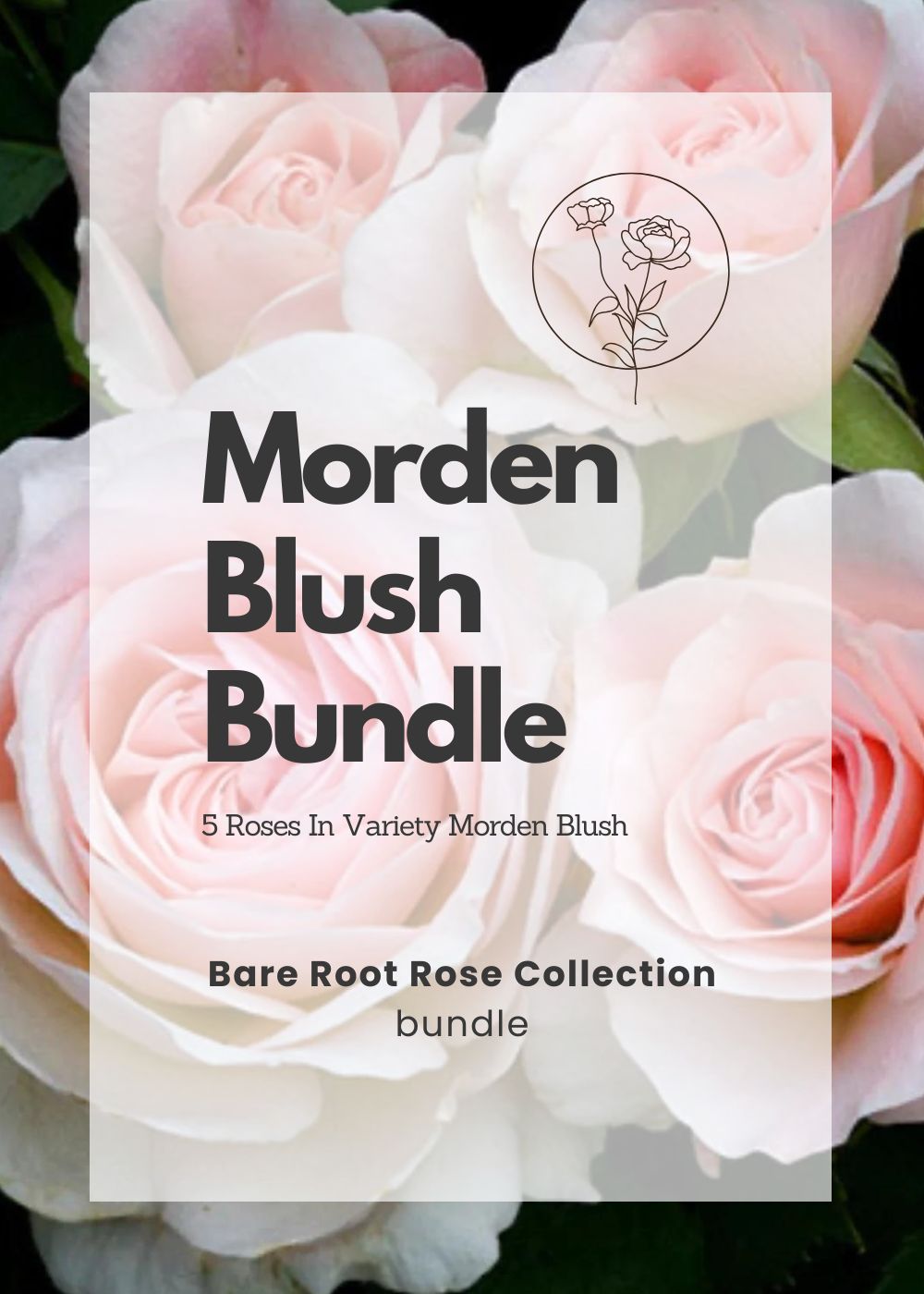 Morden Blush Bare Root Rose Bundle of 5 Roses