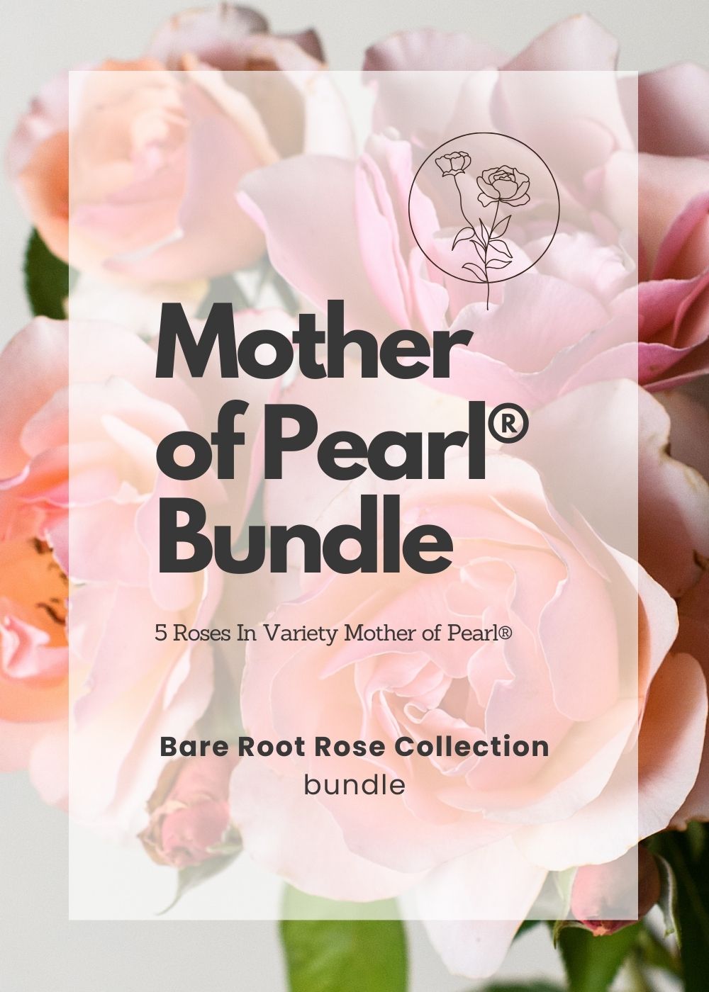 Mother of Pearl® Bare Root Rose Bundle of 5 Roses