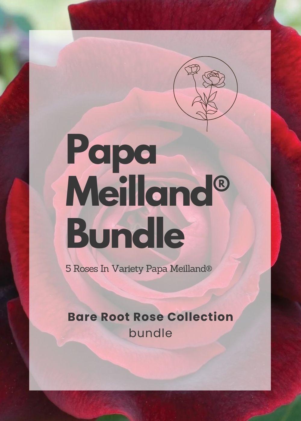 Papa Meilland® Bare Root Rose Bundle of 5 Roses