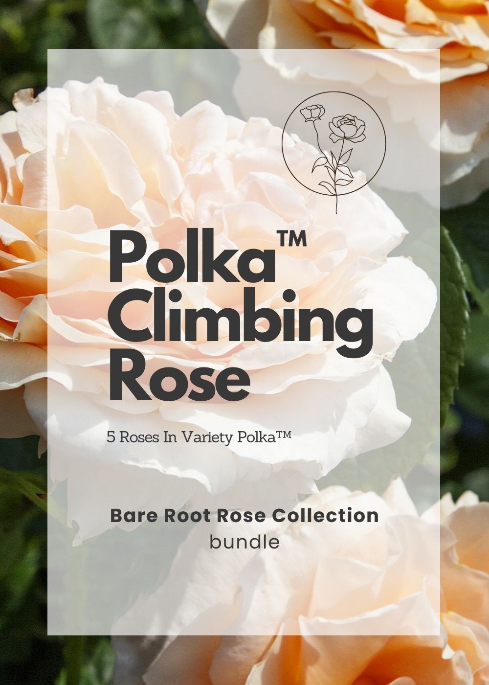 Polka™ Bare Root Rose Bundle of 5 Roses