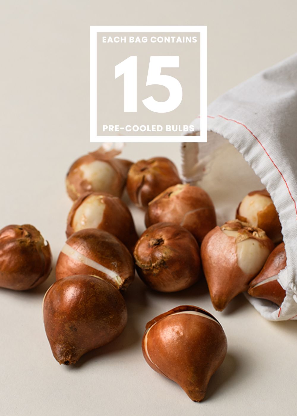 Pre-Cooled Hawaii Tulip Bulbs
