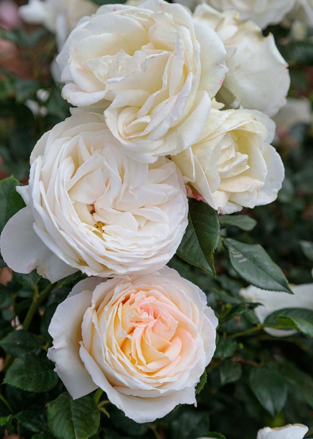 Top Cream™ Bare Root Rose Bundle of 5 Roses