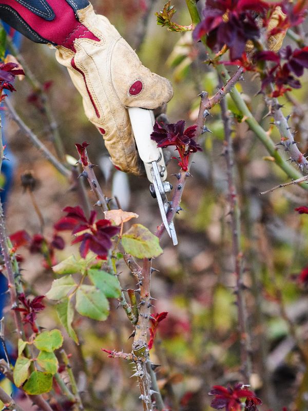 Bare Root Roses David Austin®, Weeks Roses®, Melliand®, Bloomables® & Kordes® Menagerie Farm