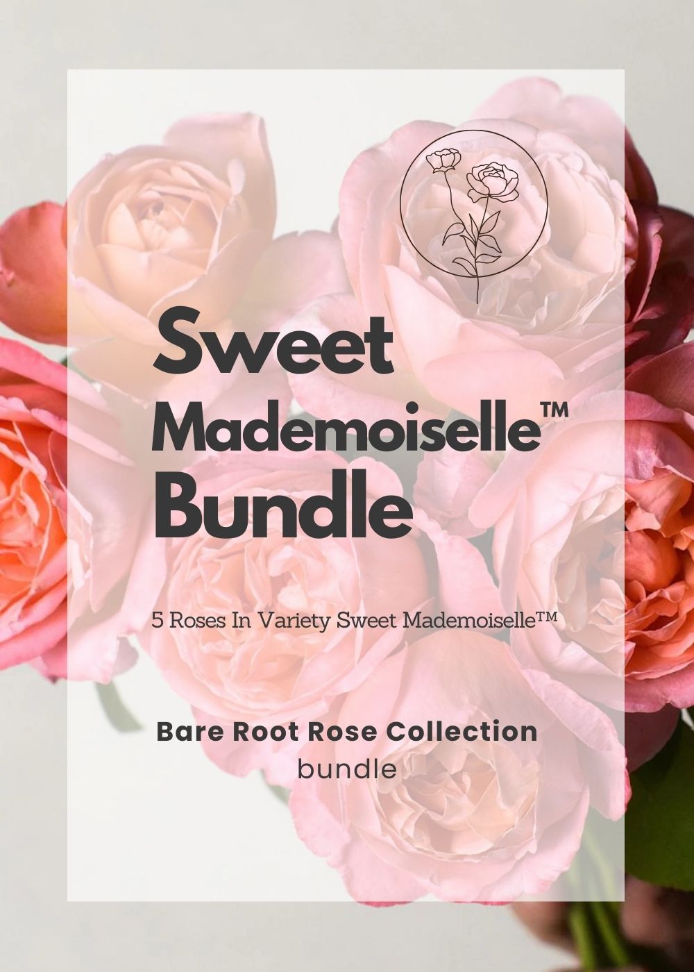 Sweet Mademoiselle™ Bare Root Rose Bundle of 5 Roses