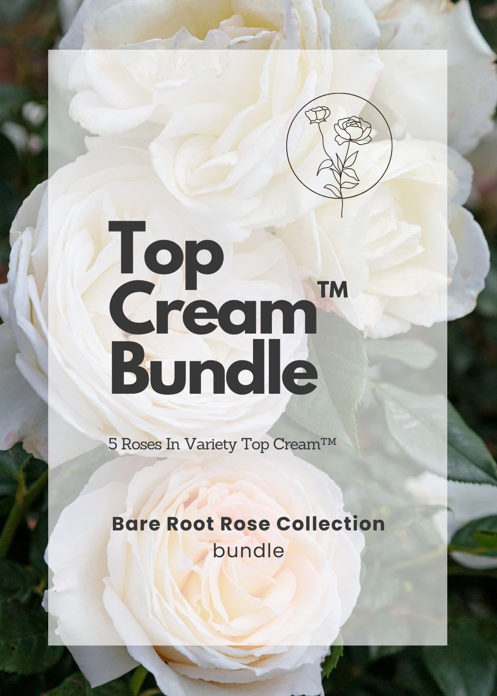 Top Cream™ Bare Root Rose Bundle of 5 Roses