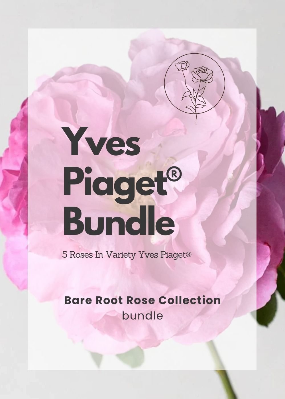 Yves Piaget® Bare Root Rose Bundle of 5 Roses