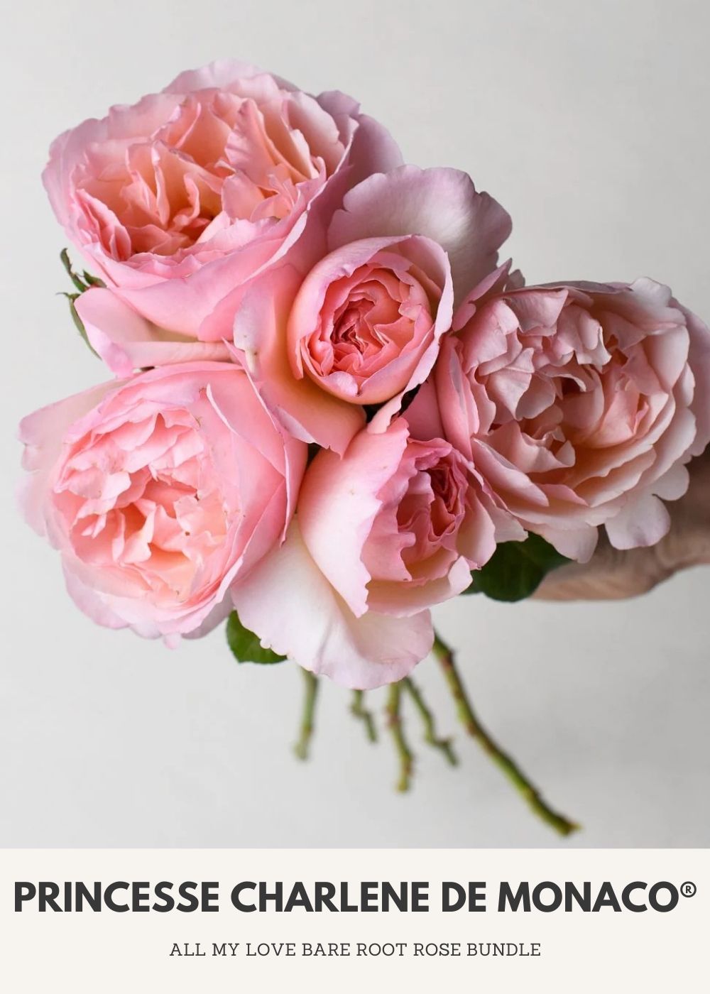 All My Love Bare Root Rose Collection - Menagerie Farm & Flower