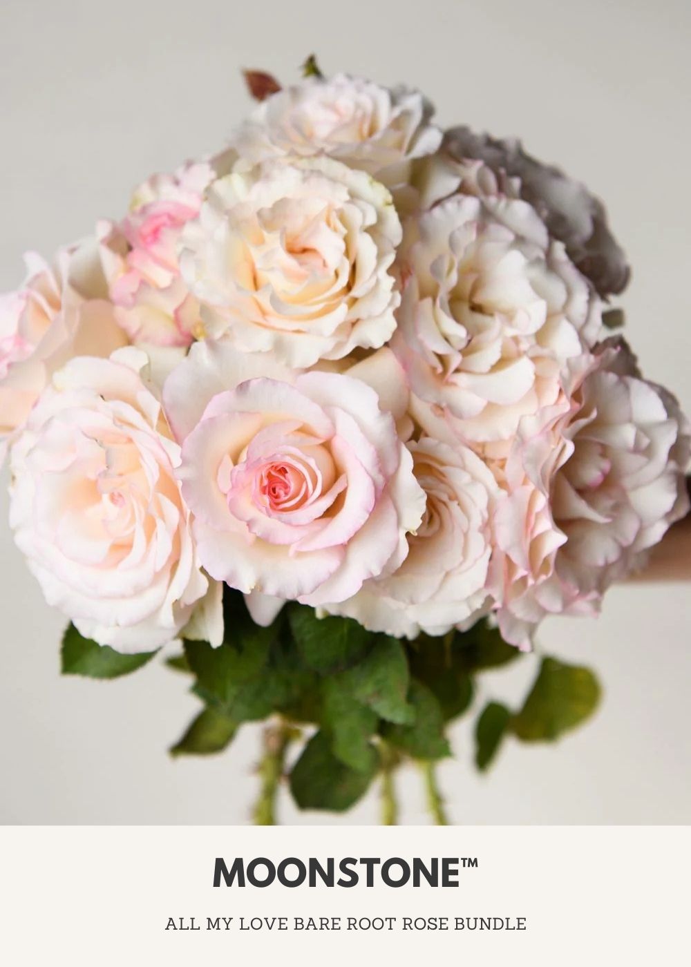 All My Love Bare Root Rose Collection - Menagerie Farm &amp; Flower