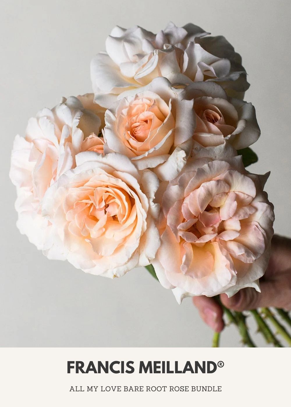 All My Love Bare Root Rose Collection - Menagerie Farm &amp; Flower