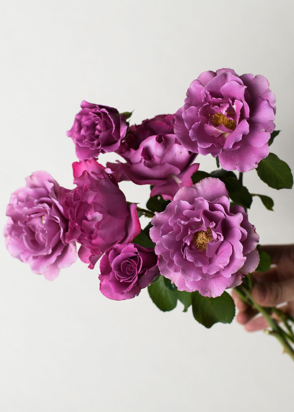 Potted Roses In Lavender + Purple Shades - Transform Your