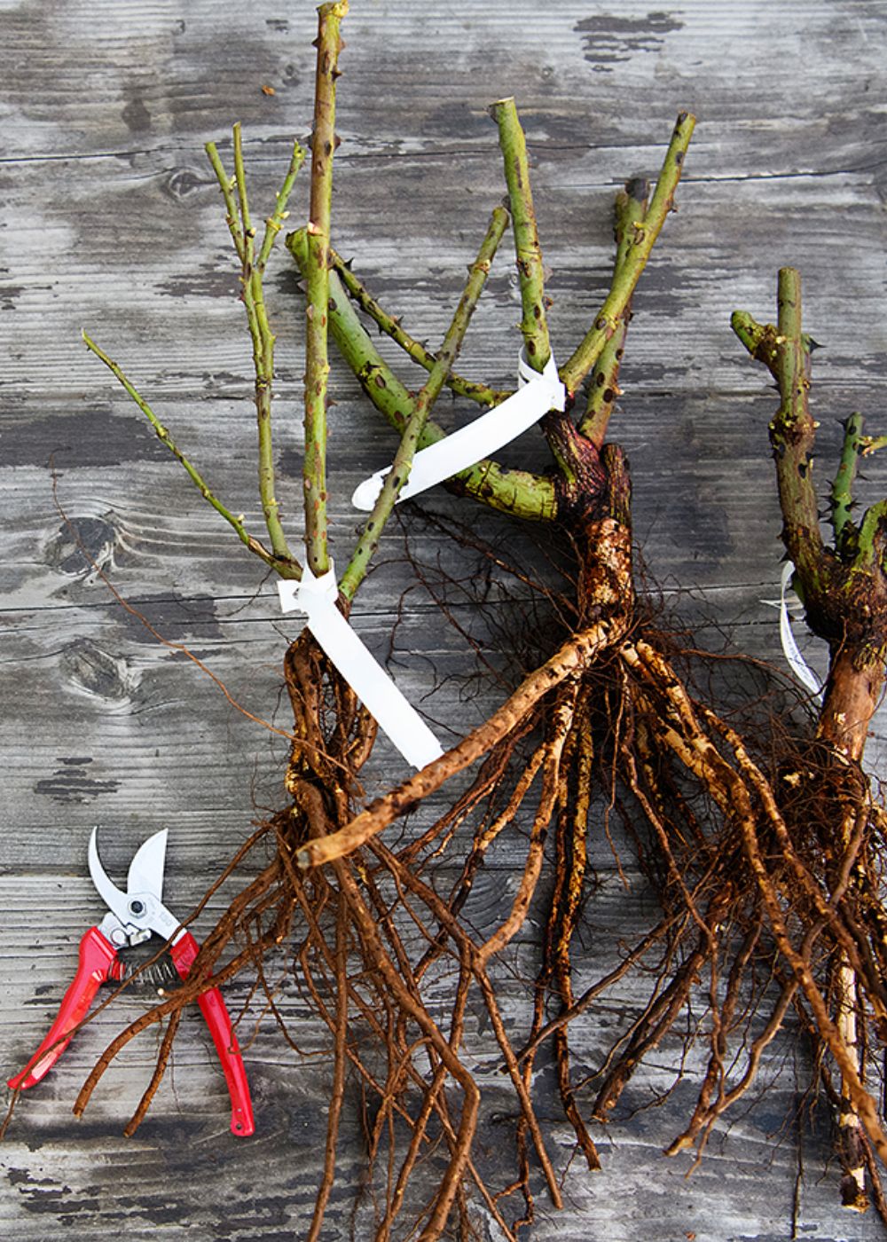 Apricot Candy™ Rose Bare Root - Menagerie Farm &amp; Flower