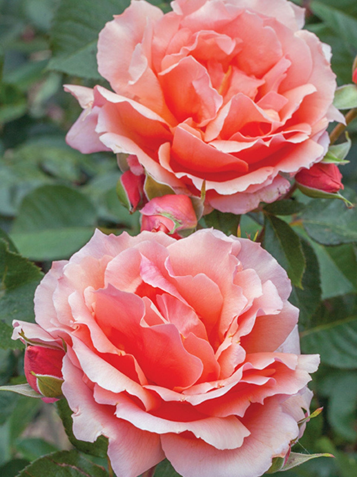 Apricot Candy™ Rose Bare Root - Menagerie Farm &amp; Flower