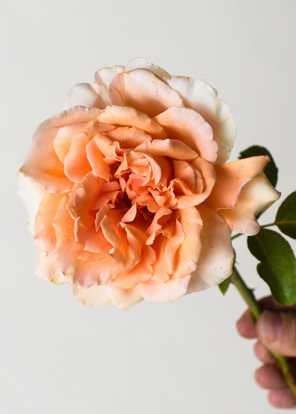 Apricot Candy™ Rose Bare Root - Menagerie Farm &amp; Flower