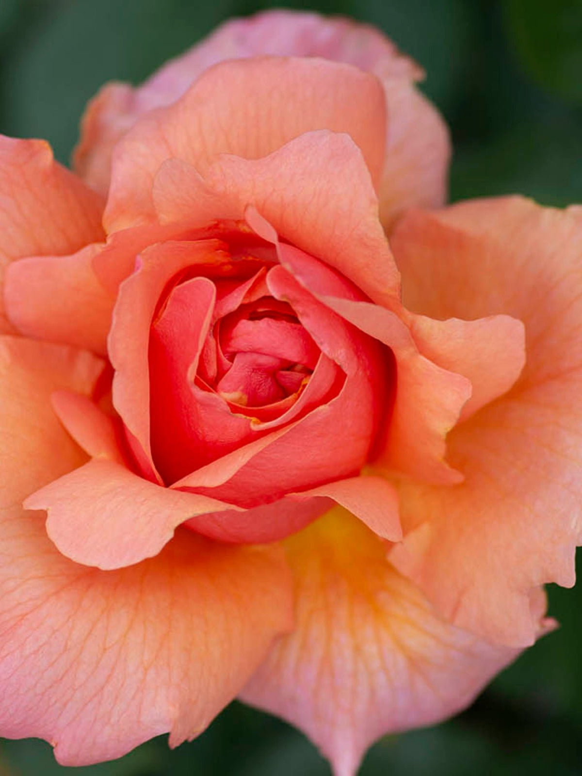 Apricot Candy™ Rose Bare Root - Menagerie Farm &amp; Flower