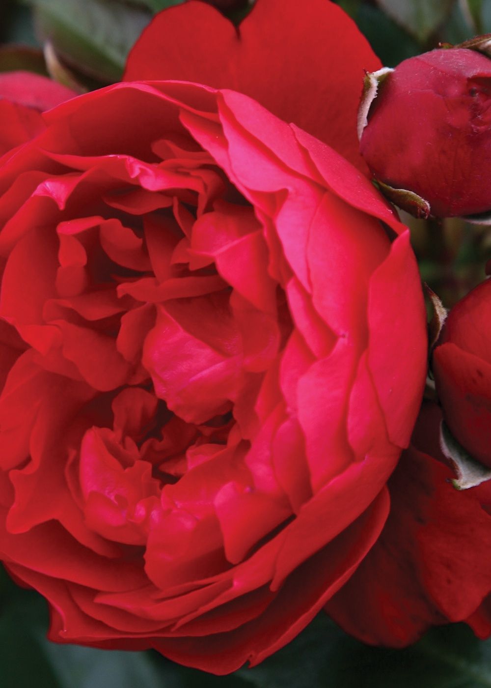 Arborose® Florentina™ Climbing Rose Potted - Menagerie Farm &amp; Flower