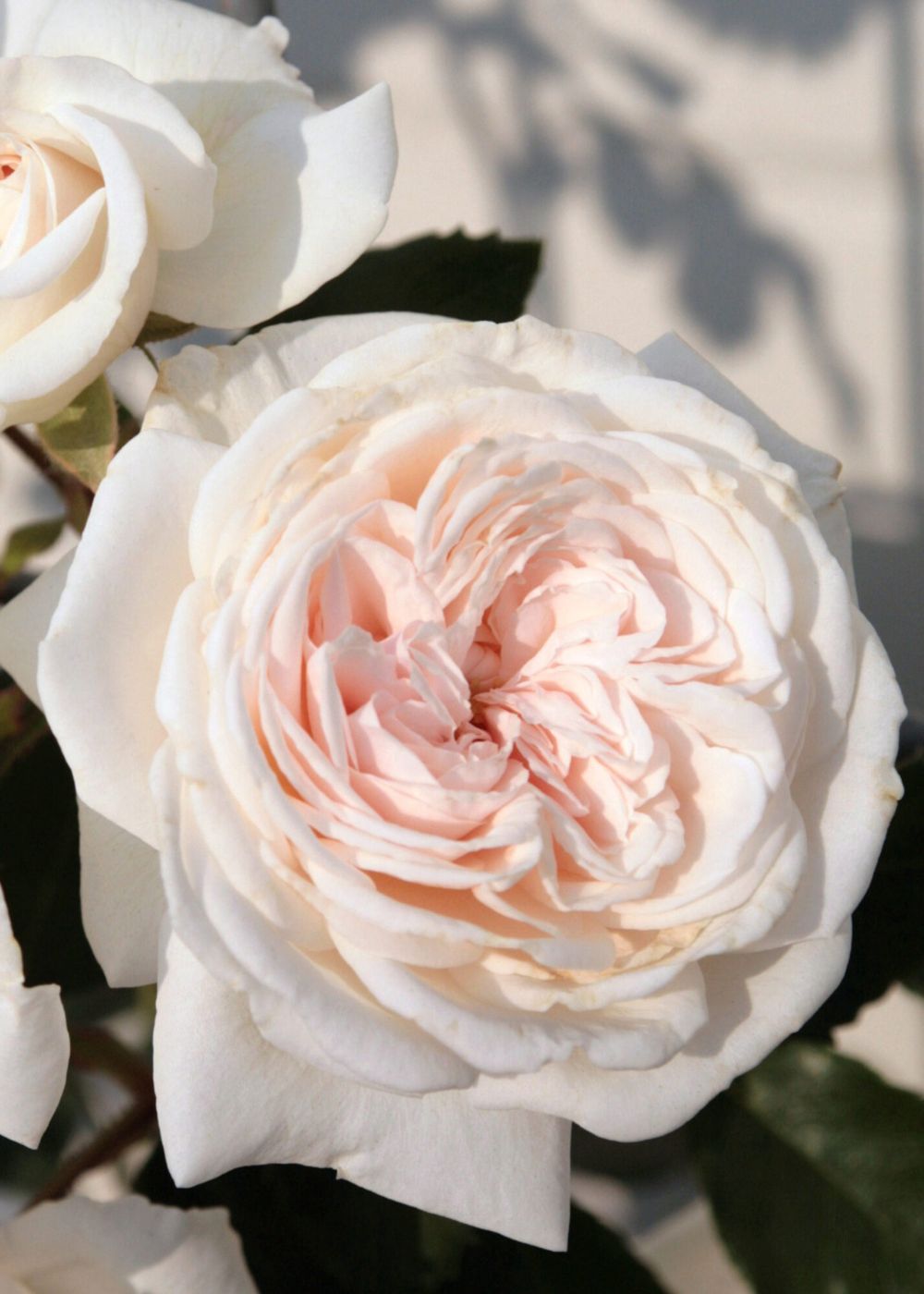 Arborose® Honeymoon™ Climbing Rose Potted - Menagerie Farm &amp; Flower