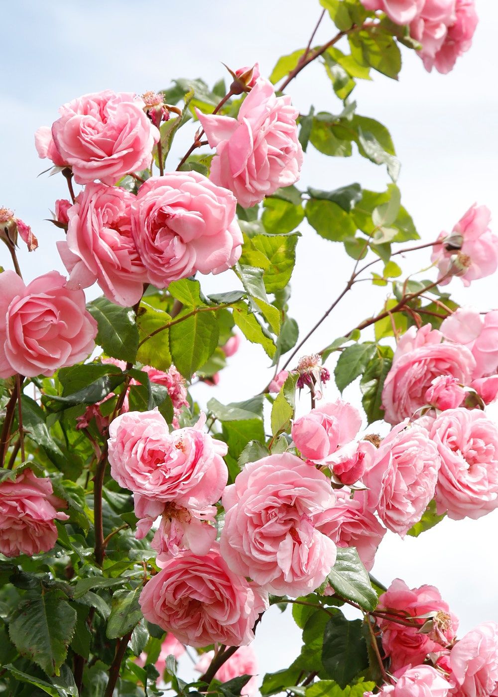 Arborose® Kiss Me Kate™ Climbing Rose Potted - Menagerie Farm & Flower