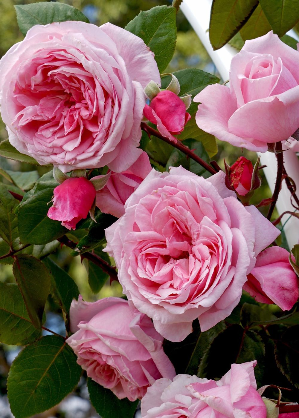 Arborose® Kiss Me Kate™ Climbing Rose Potted - Menagerie Farm &amp; Flower