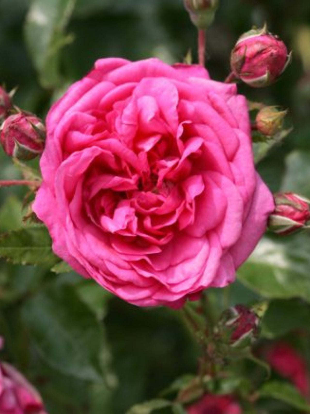 Arborose® Laguna™ Climbing Rose Bare Root - Menagerie Farm &amp; Flower