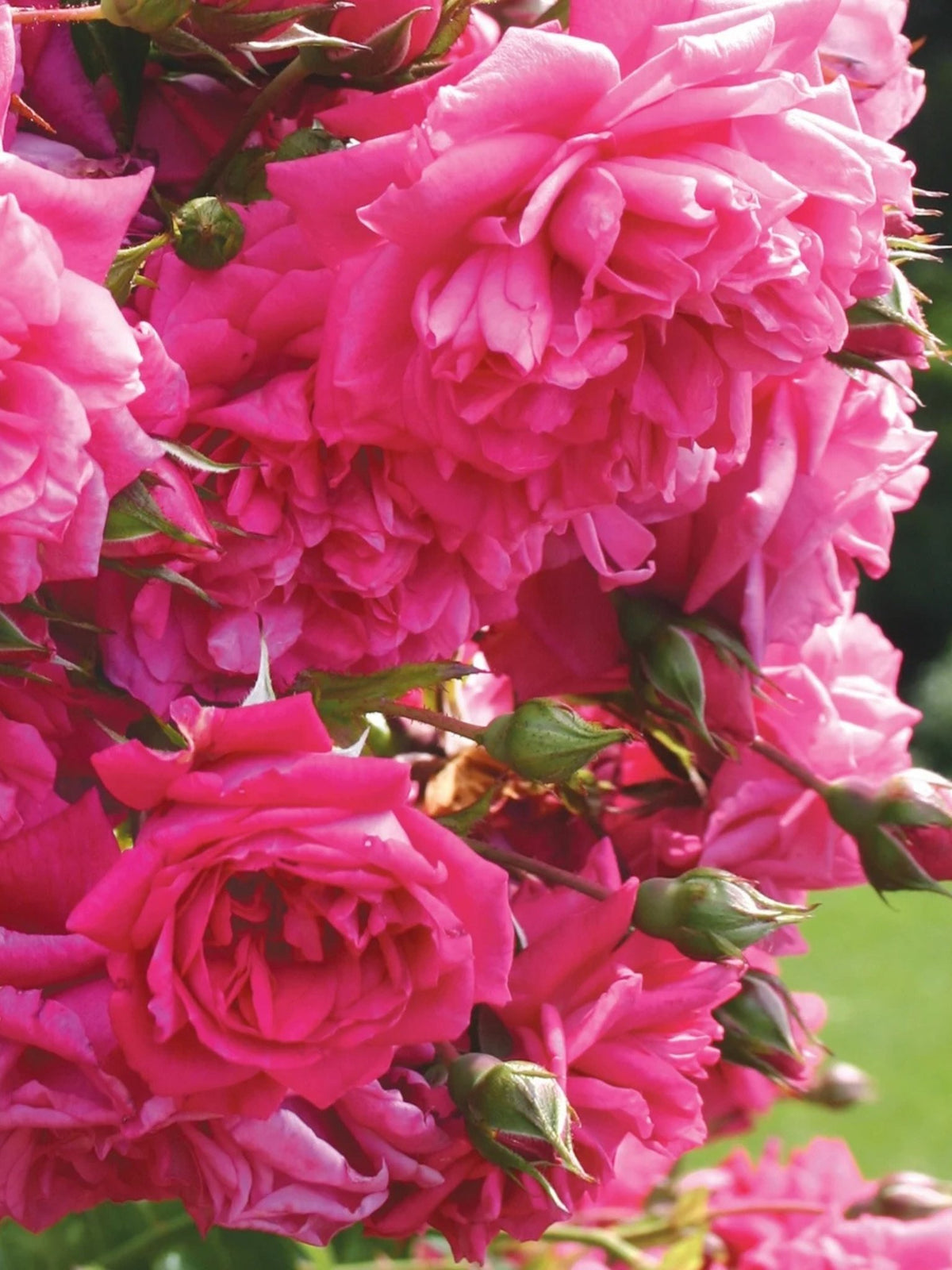 Arborose® Laguna™ Climbing Rose Bare Root - Menagerie Farm &amp; Flower