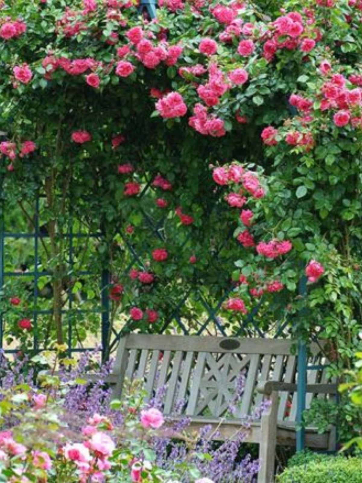 Arborose® Laguna™ Climbing Rose Bare Root - Menagerie Farm &amp; Flower