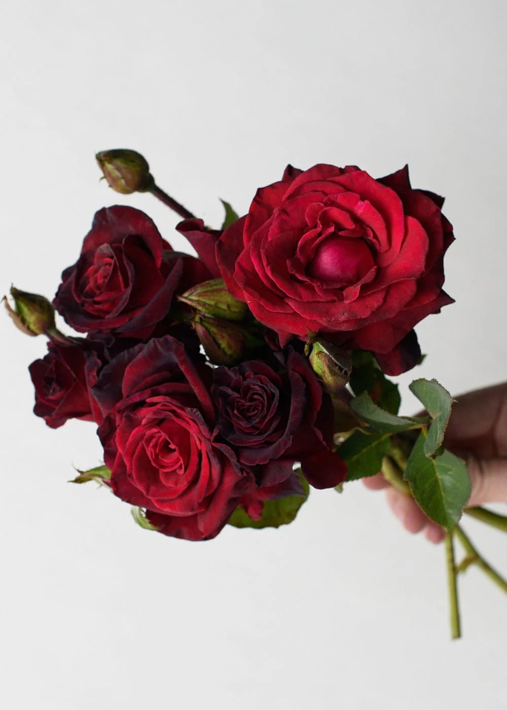 Black Baccara® Bare Root Rose Bundle of 5 Roses - Menagerie Farm &amp; Flower