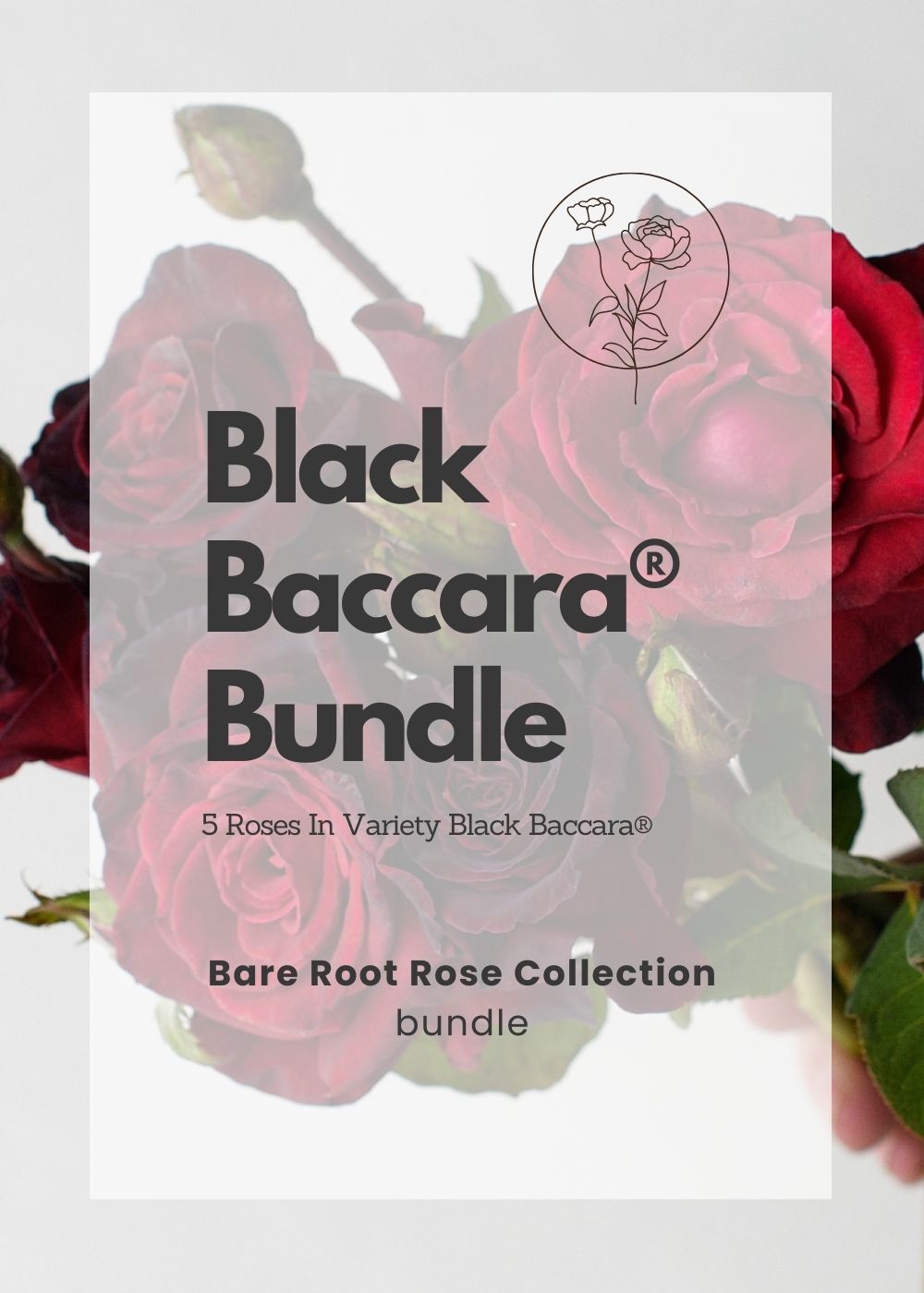 Black Baccara® Bare Root Rose Bundle of 5 Roses - Menagerie Farm & Flower